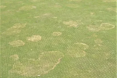 dolárová škvrnitosť